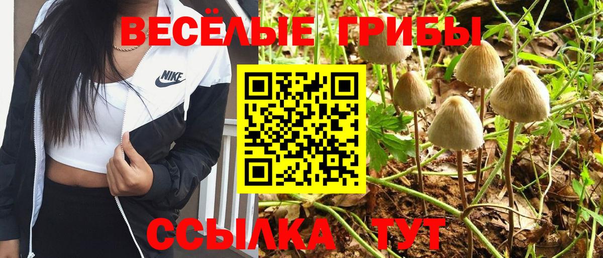 Псилоцибиновые грибы Psilocybe Улан-Удэ
